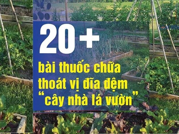 Chữa Thoát Vị Đĩa Đệm Tại Nhà “cây nhà lá vườn”