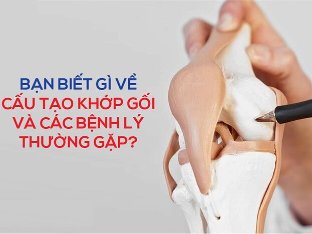 Bạn biết gì về cấu tạo khớp gối và các bệnh lý thường gặp?